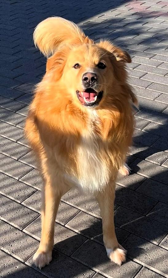 DIOR CAGNOLINO FULVO Foto 2